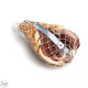 JAMBON PARME 36 MOIS PEDRAZZOLI 9KG